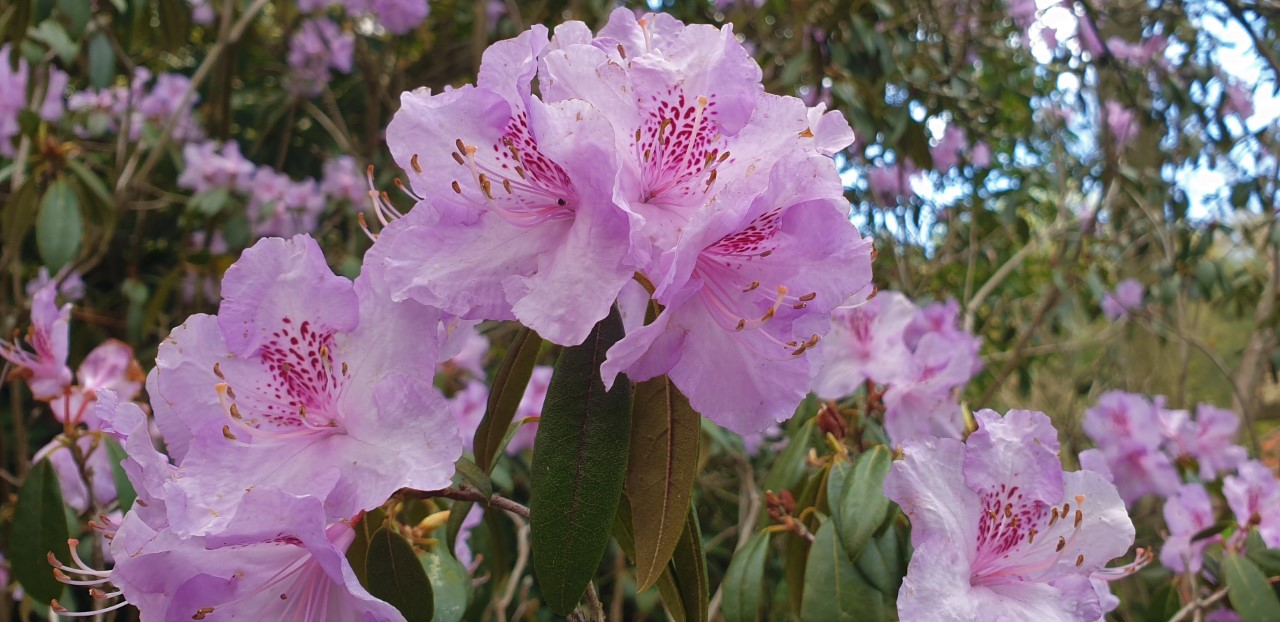 R. rubiginosum AGM